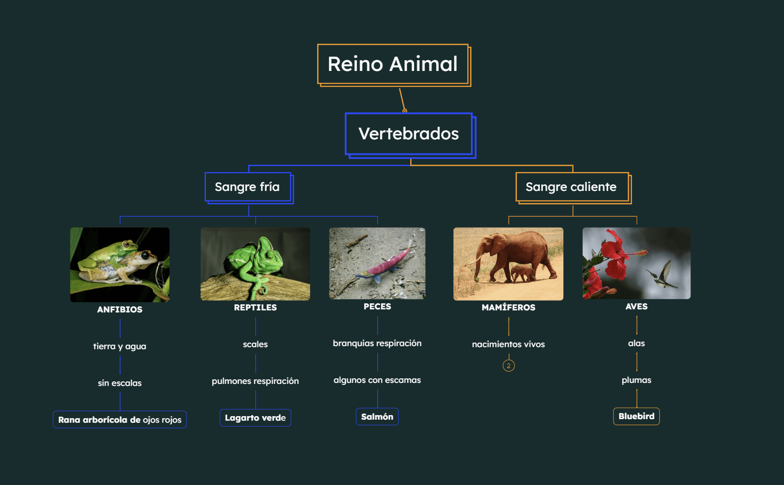 Mapa Mental del Reino Animal