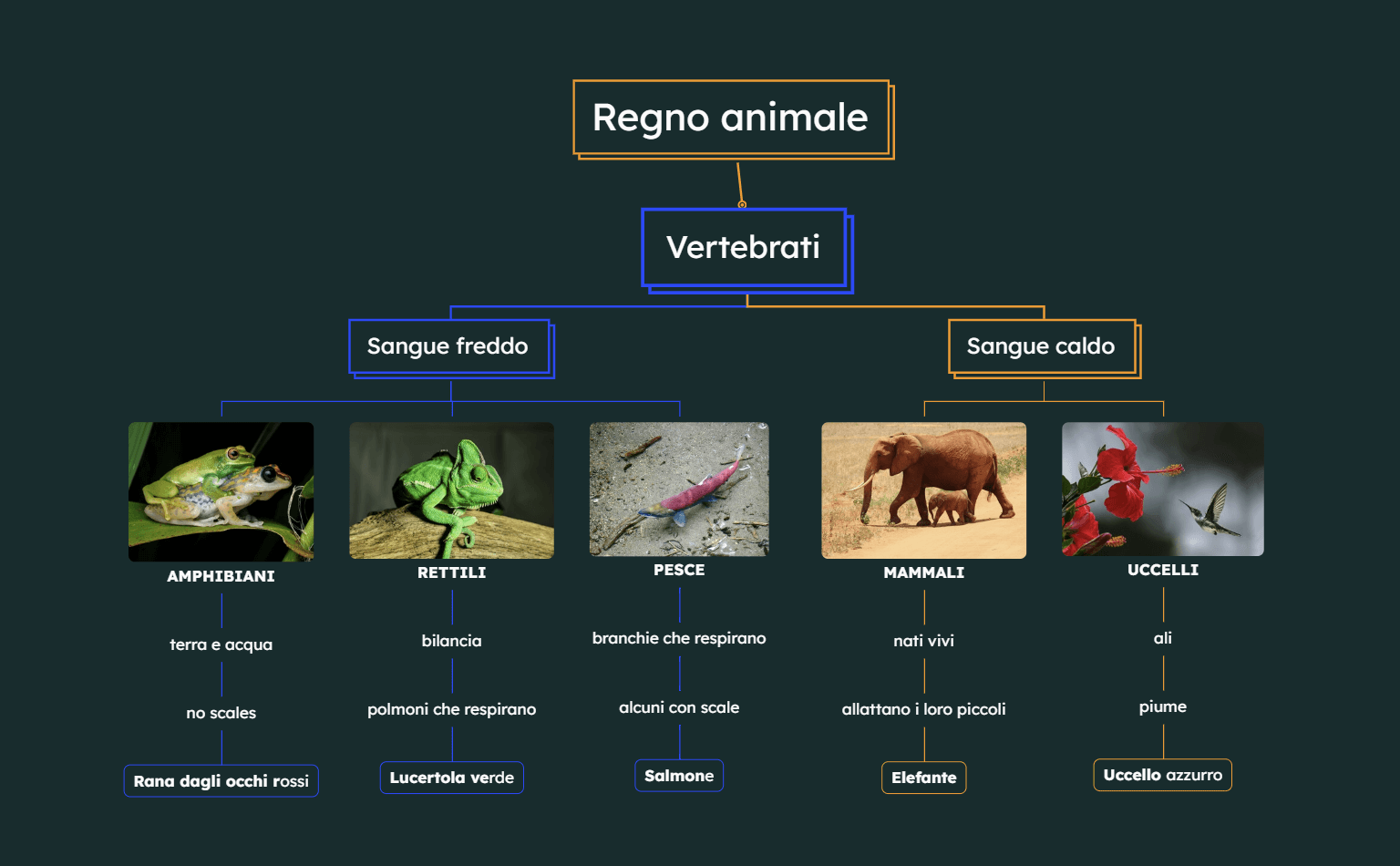 Mappa concettuale del regno animale