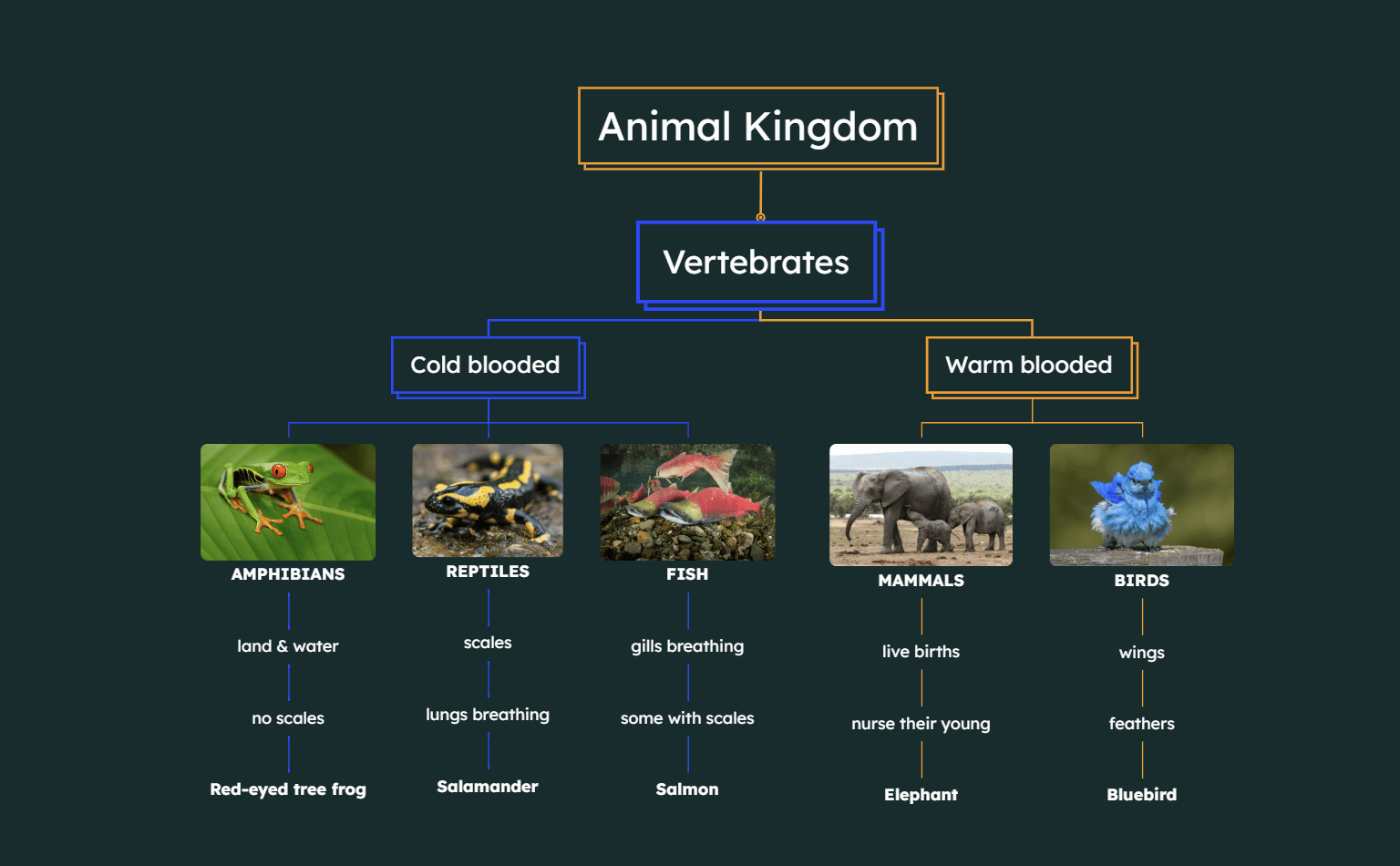 Animal Kingdom Mind Map