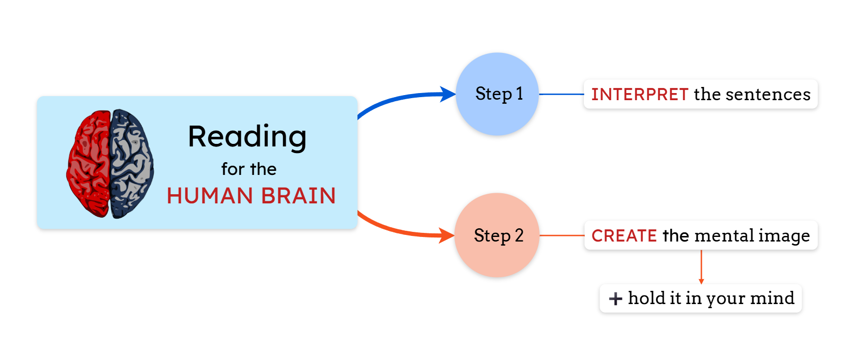 Human brain's reading process in steps
