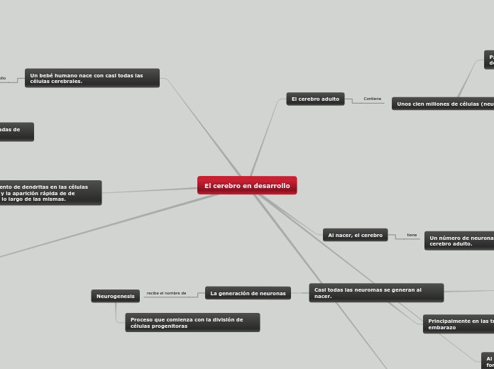 El cerebro en desarrollo