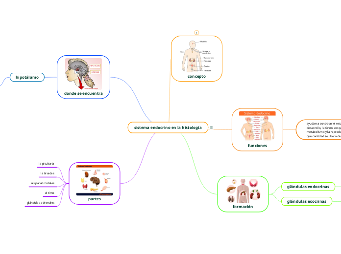 sistema endocrino en la histología