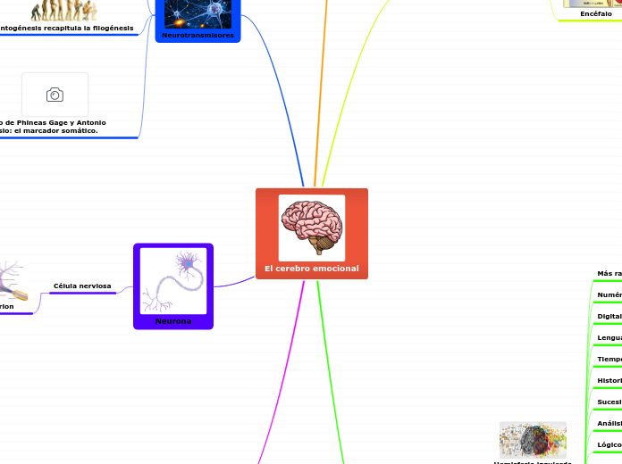 El cerebro emocional