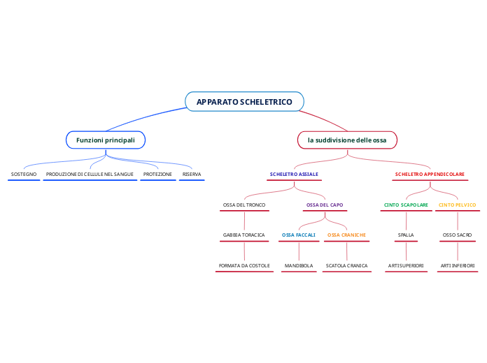 APPARATO SCHELETRICO