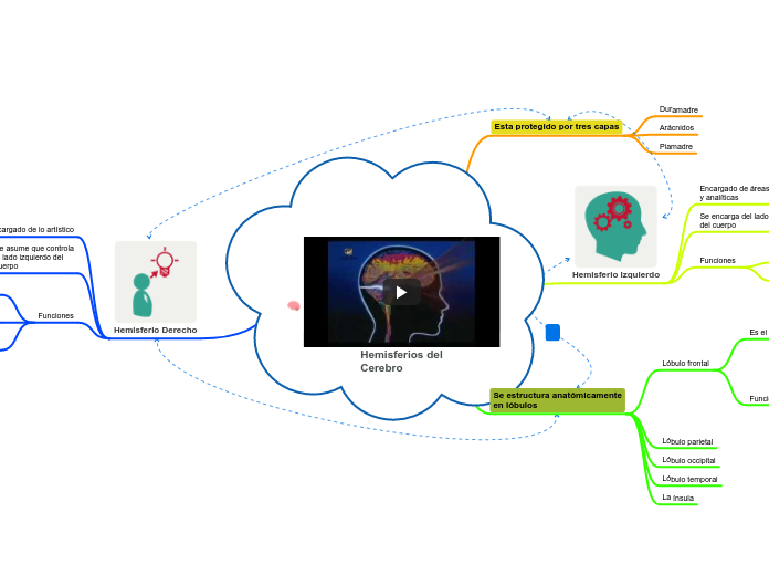 Hemisferios del
Cerebro