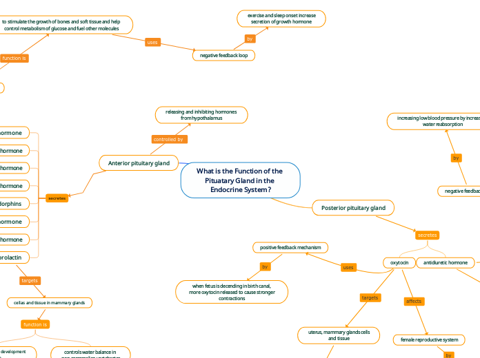 What is the Function of the 
Pituatary Gland in the Endocrine System?