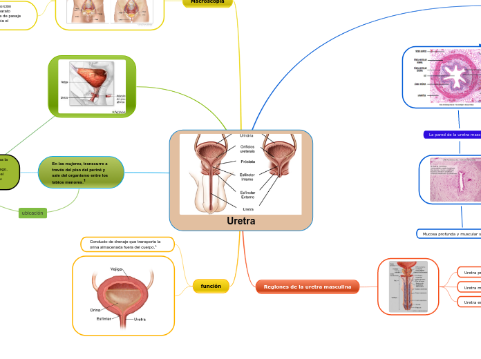 Uretra.2