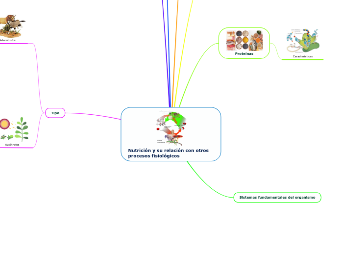 Nutrición y su relación con otros procesos fisiológicos