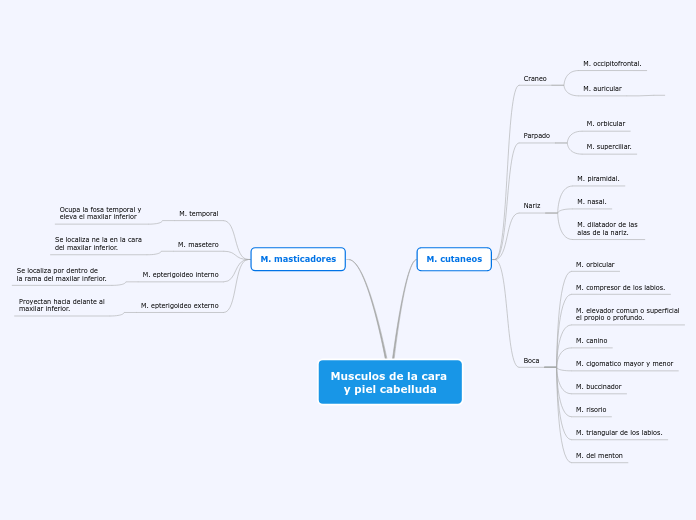 Musculos de la cara y piel cabelluda