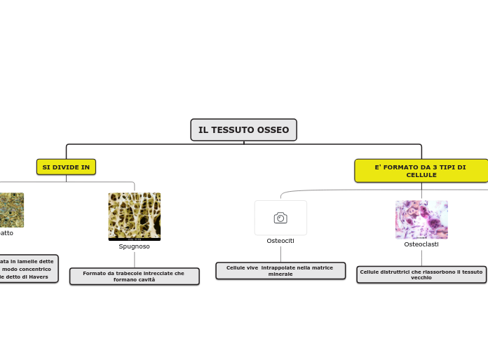 IL TESSUTO OSSEO