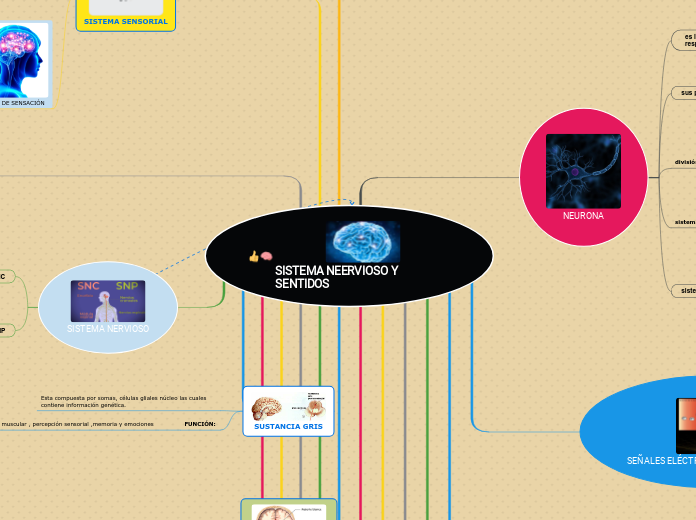 SISTEMA NEERVIOSO Y SENTIDOS