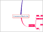 Common Bacteria