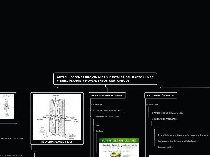 Estructura y función de las articulaciones radio-cubitales proximal y distal