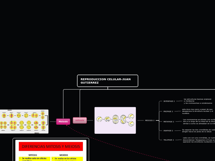 Organigrama arbol