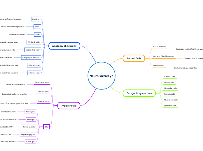 Neural Activity 1