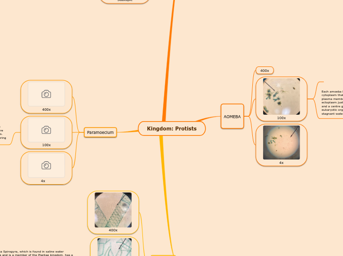 Kingdom: Protists