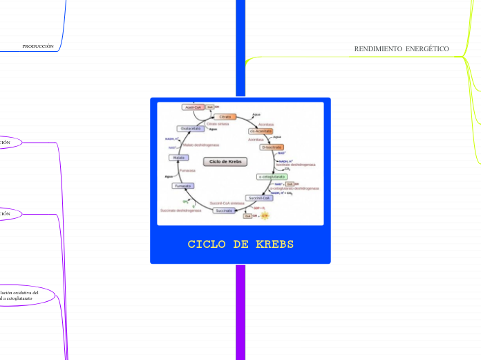 CICLO DE KREBS