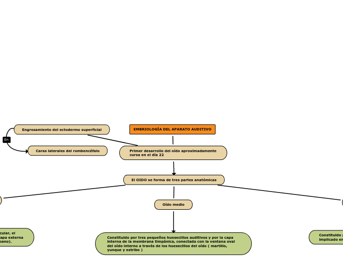 EMBRIOLOGÍA DEL APARATO AUDITIVO