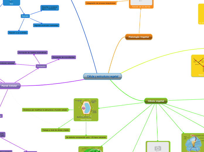 Célula y estructura vegetal