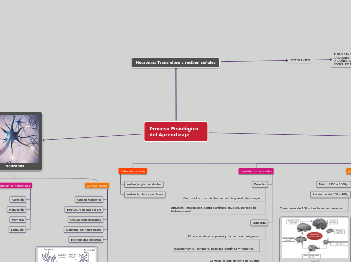 Proceso Fisiológico del Aprendizaje