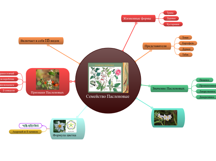 Семейство Пасленовые 