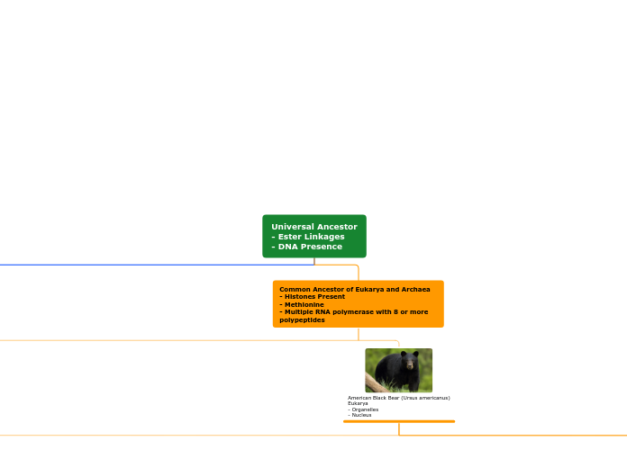 Bio 2 Phylogenetic Tree