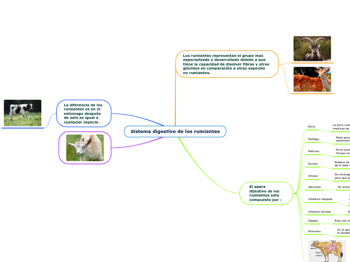 Sistema digestivo de los rumiantes