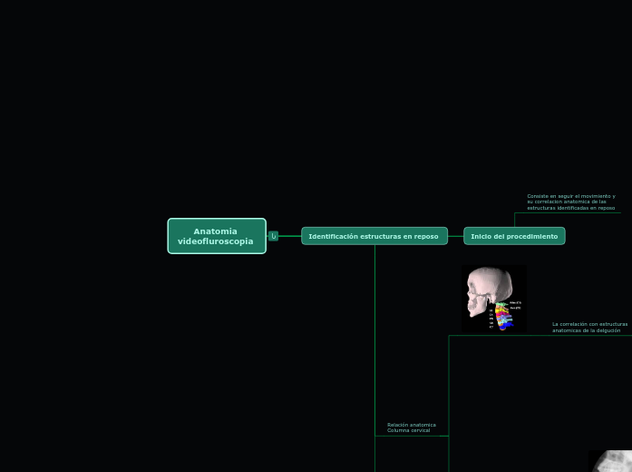 Anatomia 
videofluroscopia 