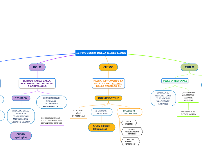 IL PROCESSO DELLA DIGESTIONE