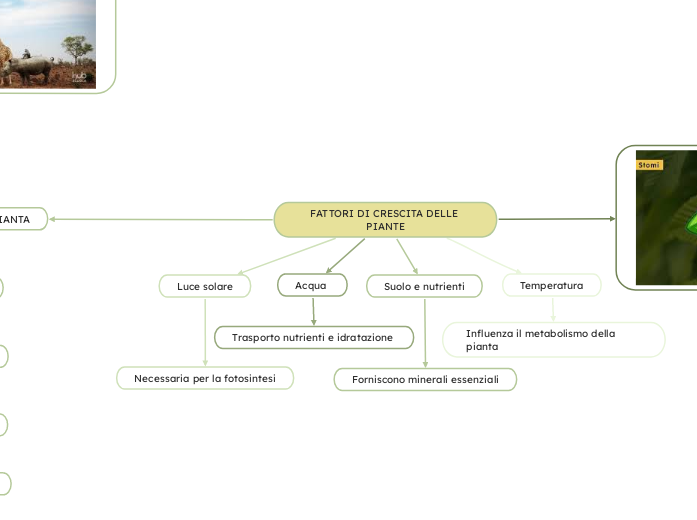 FATTORI DI CRESCITA DELLE PIANTE