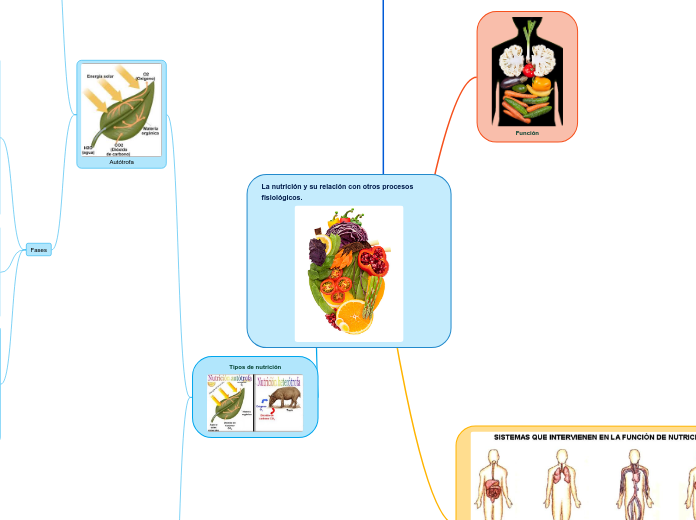 La nutrición y su relación con otros procesos fisiológicos.