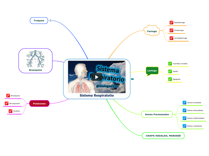 Sistema Respiratotio