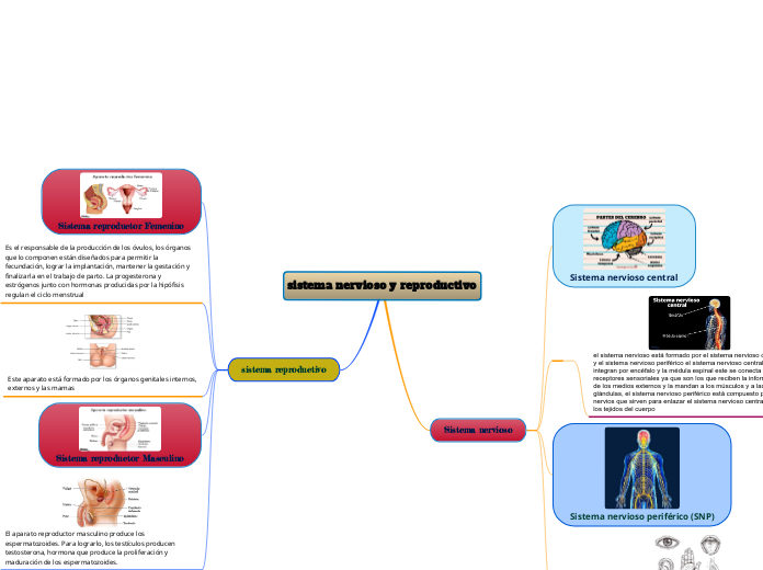 sistema nervioso y reproductivo