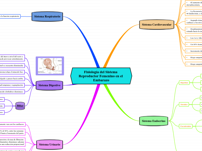 Fisiología del Sistema Reproductor Femenino en el Embarazo