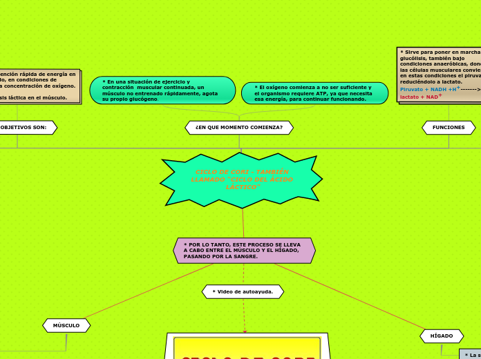 CICLO DE CORI - TAMBIÉN LLAMADO "CICLO DEL ÁCIDO LÁCTICO"