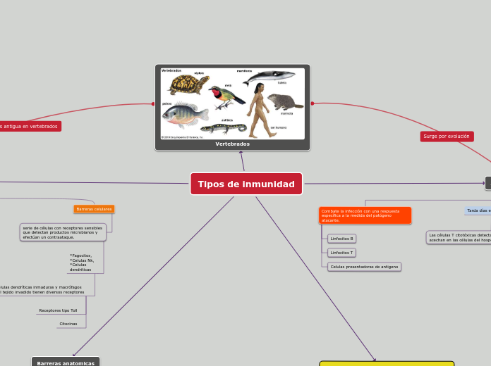 Tipos de inmunidad