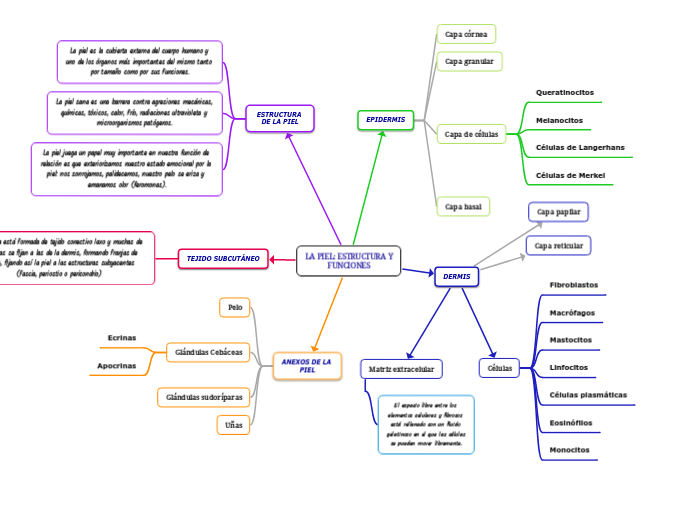 LA PIEL: ESTRUCTURA Y FUNCIONES