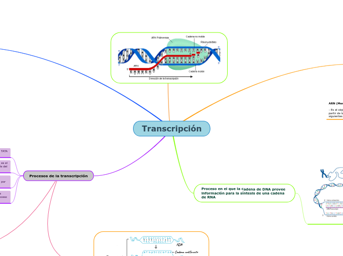 Transcripción