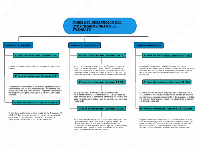 FASES DEL DESARROLLO DEL SER HUMANO DURANTE EL EMBARAZO
