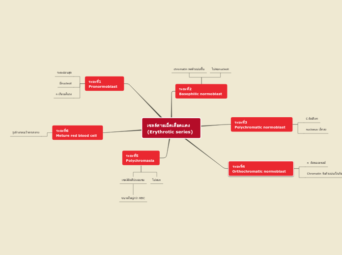เซลล์สายเม็ดเลือดแดง            (Erythrotic series)