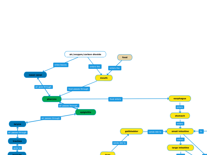 Organ Systems Flow Chart - Unit 2 Check In