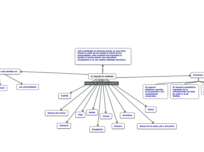 EL ESQUELTO HUMANO