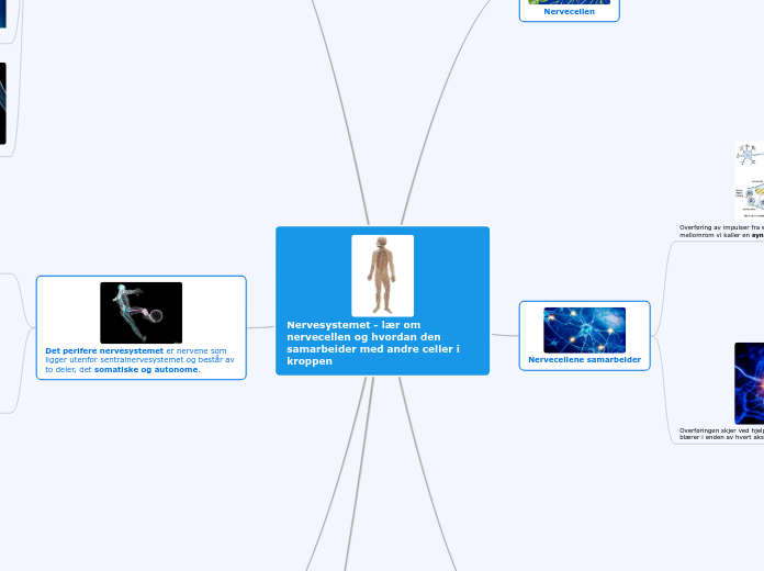 Nervesystemet