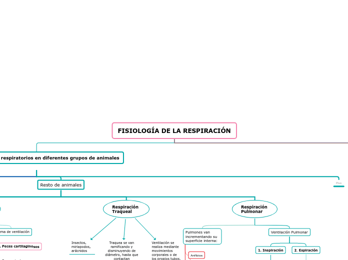 FISIOLOGÍA DE LA RESPIRACIÓN