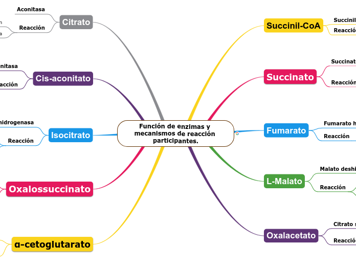 Función de enzimas y mecanismos de reacción participantes.