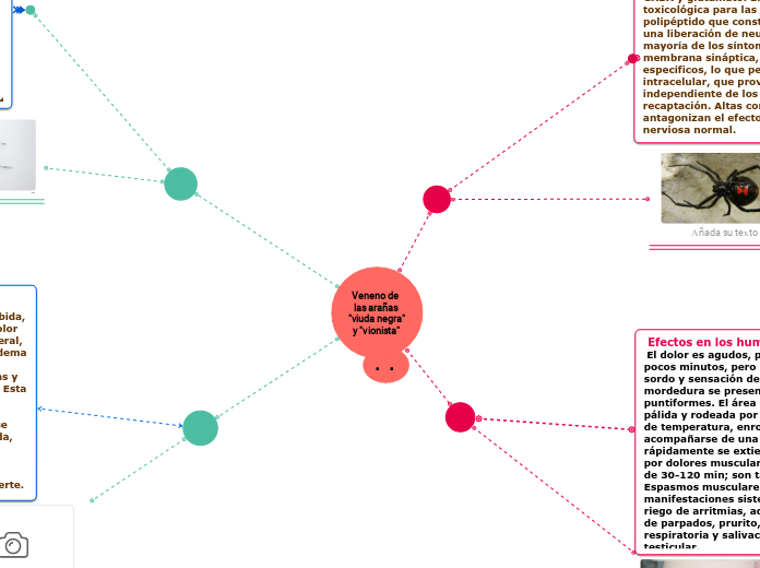 Veneno de  las arañas "viuda negra" y "vionista" 