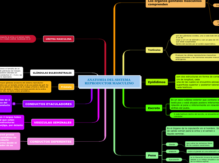 ANATOMIA DEL SISTEMA REPRODUCTOR MASCULINO