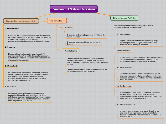 Funcion del Sistema Nervioso