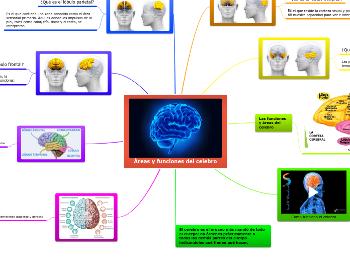 Areas y funciones del celebro