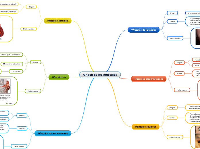 Origen de los músculos